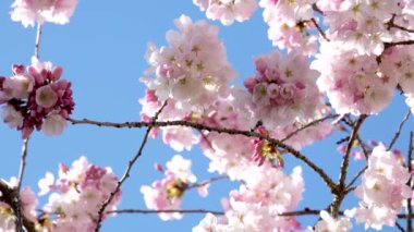 Çiçekli manolya. Manolya çiçeği ve çiçek. Güzel bir bahar sezonu. Çiçek kokusu. Çiçekli bahar doğası. Pembe manolya çiçeği. Bahar doğası. Magnolia ağacı çiçek açıyor.