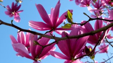 Çiçekli manolya. Manolya çiçeği ve çiçek. Güzel bir bahar sezonu. Çiçek kokusu. Çiçekli bahar doğası. Pembe manolya çiçeği. Bahar doğası. Magnolia ağacı çiçek açıyor.