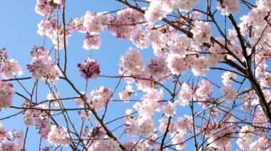 Çiçekli manolya. Manolya çiçeği ve çiçek. Güzel bir bahar sezonu. Çiçek kokusu. Çiçekli bahar doğası. Pembe manolya çiçeği. Bahar doğası. Magnolia ağacı çiçek açıyor.