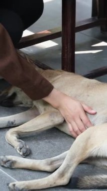 Ölü köpek. Seramik zeminde yatan yaşlı köpek. Hastalıklı evcil hayvan hareketi. Hasta köpek.