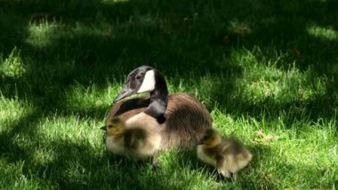 Sevimli sarı ördek yavruları altın ışığın güneşinin tadını çıkarıyorlar, yumuşak tüylü tüyler Goslings Kanada kaz sürüsü birbirine sarılıyor, yeni başlangıçlar ve doğa döngüsünün güzelliği. Kanadalı kaz