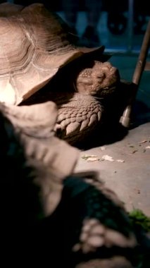 Nehir kaplumbağası nehir kıyısına yakın yerde yatıyor. Avrupa gölet kaplumbağası Emys Orbicularis yazın çimlerin üzerinde. Yavaş hareket eden bir kaplumbağanın portresi. Kaplumbağa