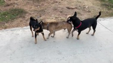Köpek randevusu, köpek, kırma erkekler dişiyi kokluyor. Farklı cinsten dört köpek.