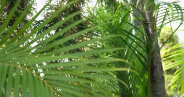 Yeşil palmiye yaprağı, kapat. Yapraklar, makro çekim, soldan sağa hareket eden kamera, beyaz arkaplanda palmiye yaprağı. Yeşillik, bitki örtüsü, verürasyon, tropikal palmiye yaprağı yaprakları. Botanik ve bitki örtüsü.