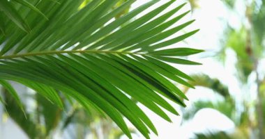 Yeşil palmiye yaprağı, kapat. Yapraklar, makro çekim, soldan sağa hareket eden kamera, beyaz arkaplanda palmiye yaprağı. Yeşillik, bitki örtüsü, verürasyon, tropikal palmiye yaprağı yaprakları. Botanik ve bitki örtüsü.