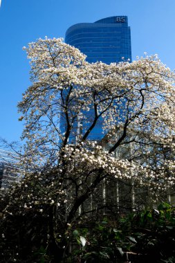 Beyaz çiçek Bahar mevsimi şehir caddesinde arabalarla ağaçlar