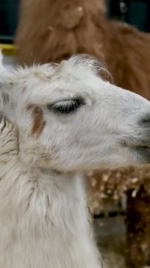 Alpakalar ve koyunlar, Peru 'nun tepelerindeki doğal ışıkla aydınlatılmış, gün batımında mavi gökyüzü ve bitki örtüsüyle çevrili And Dağları sıradağlarında uyuyor ve otluyor.