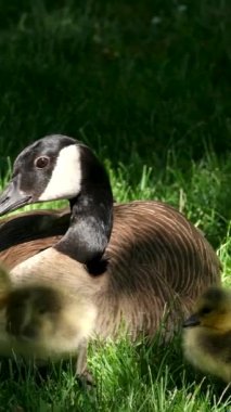 Sevimli sarı ördek yavruları altın ışığın güneşinin tadını çıkarıyorlar, yumuşak tüylü tüyler Goslings Kanada kaz sürüsü birbirine sarılıyor, yeni başlangıçlar ve doğa döngüsünün güzelliği. Kanadalı kaz