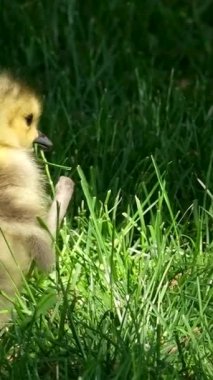 Sevimli sarı ördek yavruları altın ışığın güneşinin tadını çıkarıyorlar, yumuşak tüylü tüyler Goslings Kanada kaz sürüsü birbirine sarılıyor, yeni başlangıçlar ve doğa döngüsünün güzelliği. Kanadalı kaz
