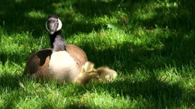 Sevimli sarı ördek yavruları altın ışığın güneşinin tadını çıkarıyorlar, yumuşak tüylü tüyler Goslings Kanada kazları sarılıyorlar, yeni başlangıçlar ve doğal güzellikler döngüsü, aile mabedi.