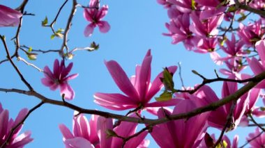 Manolya çiçekleri İlkbahar, doğanın uyanışı, pembe