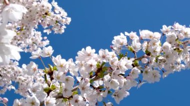 Mavi gökyüzüne karşı ağaçtaki beyaz çiçekler. Gökyüzüne karşı çiçek açan ağaç