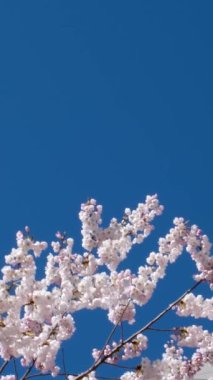 Güney Granville üzerinde uçan kuş sürüsü Vancouver şehir merkezi ve Kanada 'daki sahte dere manzaralı.