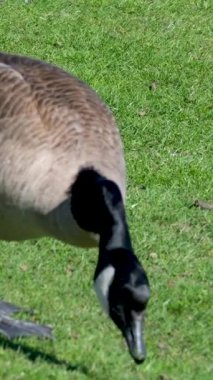 Goslings ve Canada Kazları 4K UHD göletinin yanında. Kanada Kazları bir göletin yanında beslenirken yavruları korur. 4 bin. UHD. 