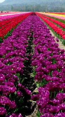 Rüzgarda sallanan canlı mor laleler ve arka planda berrak bir gökyüzüne karşı duran görkemli yel değirmenleri. Hollanda Noordoostpolder 'de yeşil enerji. Mor lale sahası