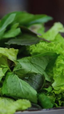 Taze yeşil arka planda taze yeşil lahanalar. Nane fesleğeni, marul yaprağı