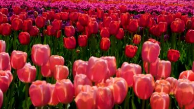 Güneş doğarken lale tarlası manzarası. Kırmızı laleler