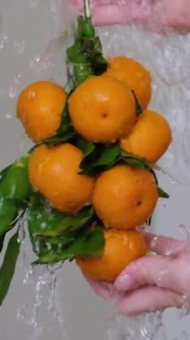 Bahçedeki portakal ağacının meyve dalıyla sulu olgun portakallar, hasada hazır meyveler. Mandalina