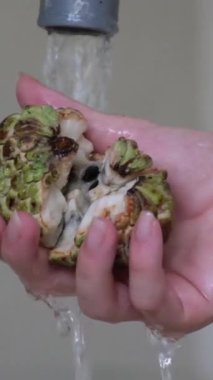 Çerimoya suyunun altında meyve yıka. Elmalı krema meyvesi Beyaz Arkaplanda Dönüyor.