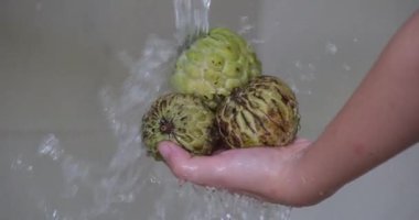 Çerimoya suyunun altında meyve yıka. Elmalı krema meyvesi Beyaz Arkaplanda Dönüyor.