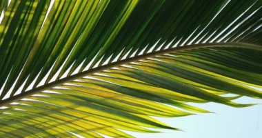 Tropik bir plajın palmiye yapraklarının arasından parlayan batan güneşin yakın çekim görüntüsü. Palmiye yaprakları