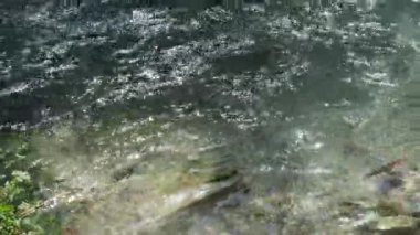 Karanlık suyu olan hızlı bir nehir, büyük bir somon balığı, gri taşlarla kaplı bir sahilin arka planına karşı yüksek sulardan atlıyor.