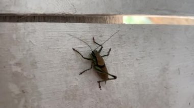 Tek bacaklı cırcırböceği yaraladı. Beyaz duvardaki cırcır böceğine yaklaş. Kriketin makro videosu.