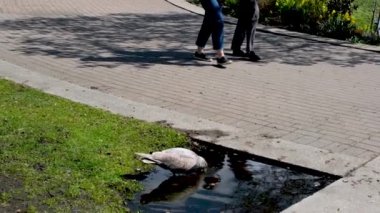 Bir martı Vancouver, Kanada 'dan geçen insanların yakınındaki bir su birikintisinden su içer..