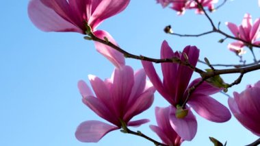 Çiçek açan sakura kiraz çiçeği arka plan bahar, Güney Kore