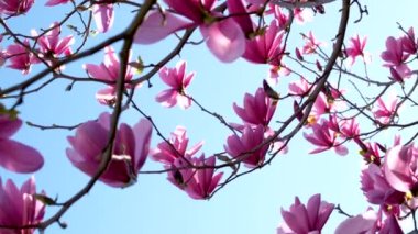 MAGNOLYA SERENE 'İN Pembe ÇİÇEKLERİ. Çiçekli manolya