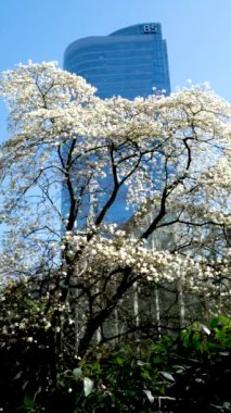 Baharda, Vancouver, British Columbia, Kanada 'da kiraz çiçeklerinin düşük açılı görüntüsü. Bahar kiraz çiçeklerinde Vancouver
