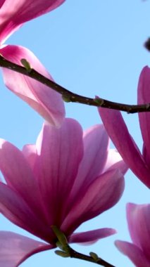 Çiçek açan sakura kiraz çiçeği arka plan bahar, Güney Kore