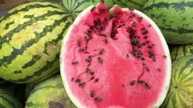 Birçok yaban arısı ve yaban arısı eski karpuzu yer. Doku taze meyve değil. Çok fazla böcek ye.