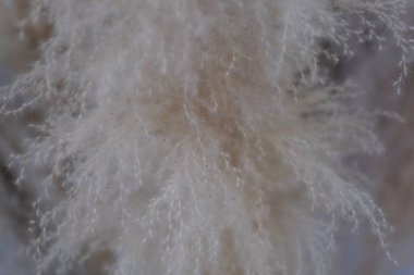 Ekstra Büyük Kurutulmuş Yumuşak Tüylü Reed Çimeni. Çubuk Kök Çimen Pampas Çiçeği Çiçeği Minimalist kompozisyonu. Gri bir duvara yaslanmış kurutulmuş pampa çiçeği çiçekleri. Bitkilerle doğal arkaplan