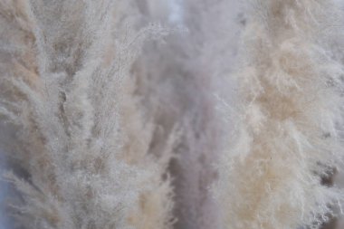 Dekoratif pofuduk kamış mavi gökyüzünün arka planında rüzgarla sallanıyor. Sonbahar güneşli gökyüzünün altında tarlada ya da botanik bahçesinde kuru yabani otların yakın çekimi 