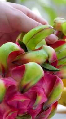 Olgunlaşmış taze organik ejderha meyvesi ya da pitaya tutan kadın eller, havuzda pitahaya. Egzotik meyveler, sağlıklı beslenme konsepti