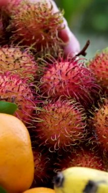 Rambutan Çiftliği. yağmur mevsiminde ağaçlarda rambutan