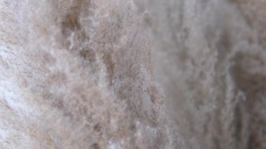 Dekoratif pofuduk kamış mavi gökyüzünün arka planında rüzgarla sallanıyor. Sonbahar güneşli gökyüzünün altında tarlada ya da botanik bahçesinde kuru yabani otların yakın çekimi 