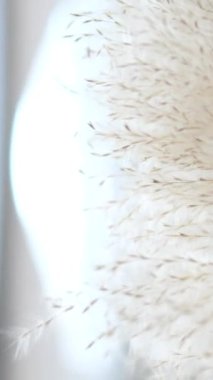 Ekstra Büyük Kurutulmuş Yumuşak Tüylü Reed Çimeni. Çubuk Kök Çimen Pampas Çiçeği Çiçeği Minimalist kompozisyonu. Gri bir duvara yaslanmış kurutulmuş pampa çiçeği çiçekleri. Bitkilerle doğal arkaplan