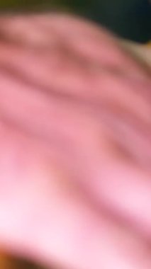 Adam Napolyon keki hazırlamak için evde yemek pişiriyor puf puf böreğine beyaz krema sürüyor. Yemek pişirme işlemi adım adım. Aile Erkekleri İçin Aşkla Yemek Pişirme Kıllı Eller