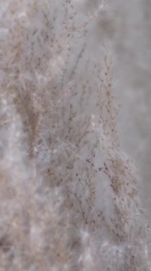 Dekoratif pofuduk kamış mavi gökyüzünün arka planında rüzgarla sallanıyor. Sonbahar güneşli gökyüzünün altında tarlada ya da botanik bahçesinde kuru yabani otların yakın çekimi 