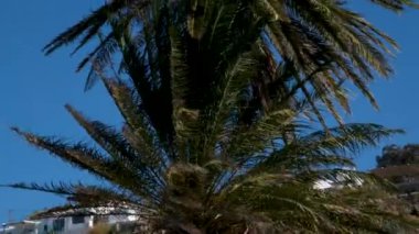 Palmiye yapraklarına bakıyorum, mavi gökyüzü arkaplanı. Yunanistan Mykonos avuç içi