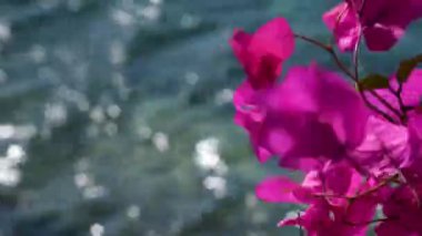 Yunanistan Mykonos Bougainvillea canlı bir mor bougainvillea kümesi. Yapraklar kağıt gibi ve narin, tam yuvarlak bir form oluşturmak için birbiriyle örtüşüyor..