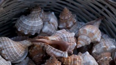 Yunanistan Mykonos rapana kabuğu Akdeniz kıyısında Yunanistan 'ın Mykonos adasında bir sepetin içinde güzel bir deniz rapana kabuğu satıldı
