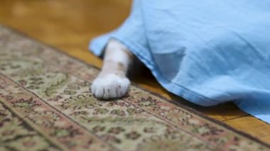 Halı ve mavi çarşaf. Kediler kanepenin altından dışarı bakıyor.