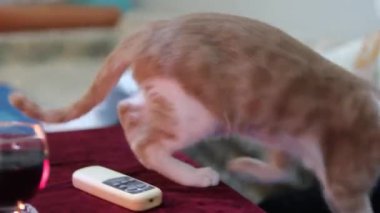 Meraklı, kendine güvenen kedi yavrusunun yavaş çekimde masanın üstünde zıplamasını izliyorum. Evde gezen sevimli evcil hayvan portresi. Kedi masanın üzerinde yürür.
