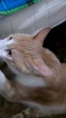 Kedi kanepeyi çizer. Kızıl kedi tırnaklarını kanepede keskinleştirir.