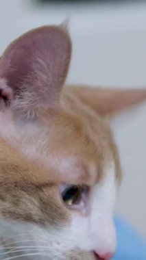 Kızıl kedi beyaz kar yağarken balkonda donuyor. Kızıl kedi kulaklarını deldi.