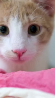 Güzel kırmızı bir kedi kanepede rahat bir odada yatıyor. Kızıl kedi.