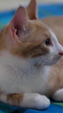 Güzel kırmızı bir kedi kanepede rahat bir odada yatıyor.